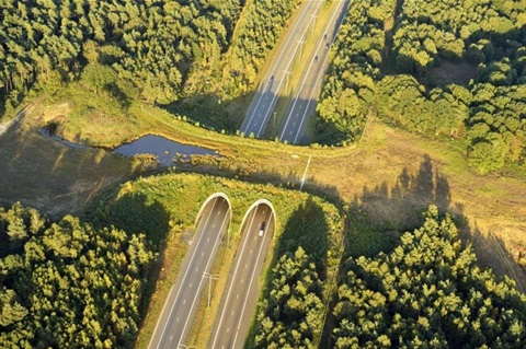 wildlife-bridge